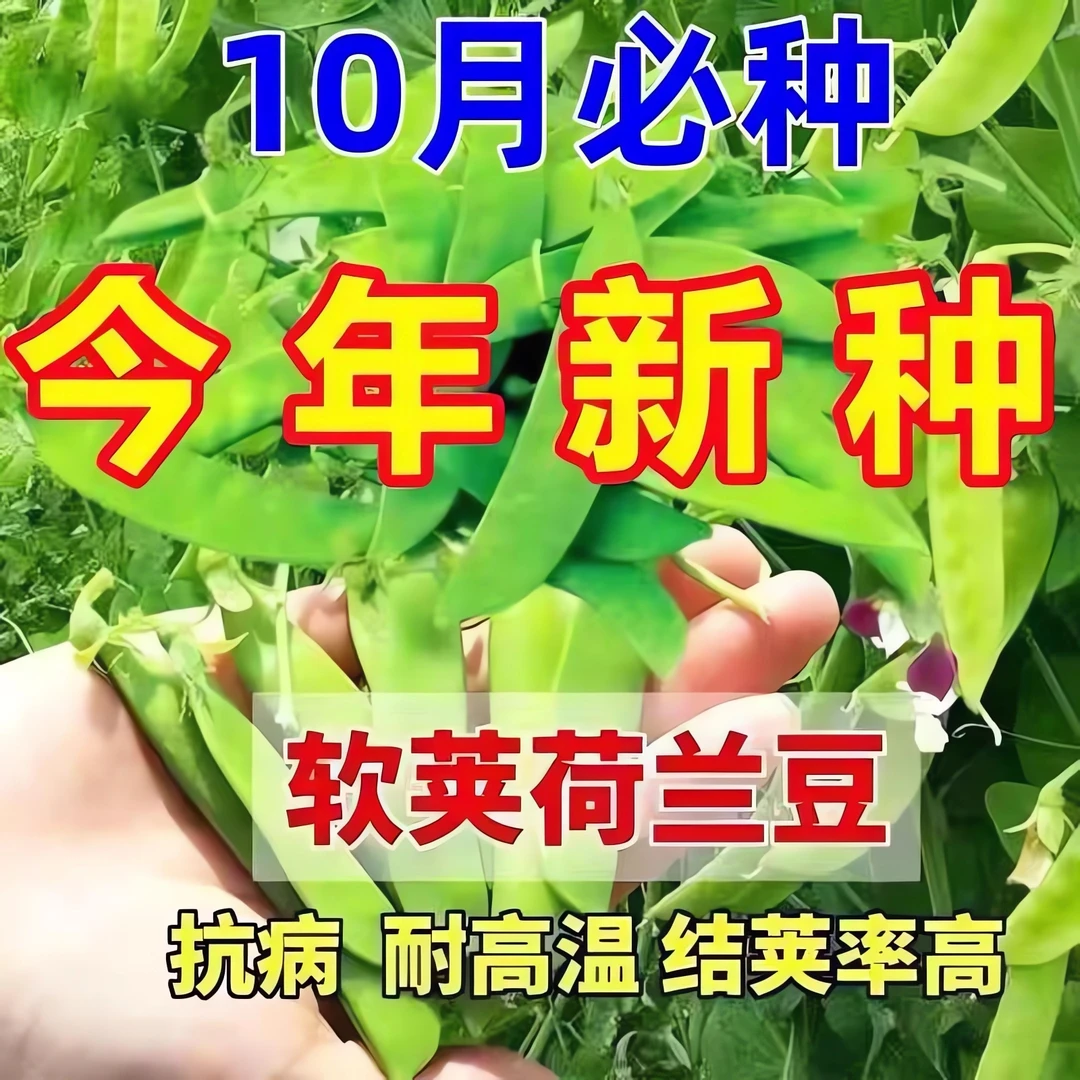 软荚甜脆荷兰豆种子豌豆苗四季播种大荚菜豆豌豆豆角种子农家蔬菜