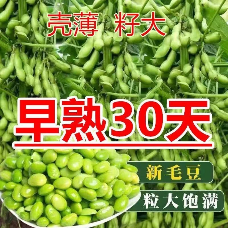 【高产毛豆】45天早熟毛豆种子抗旱抗病绿心非转基因高产千斤大豆种