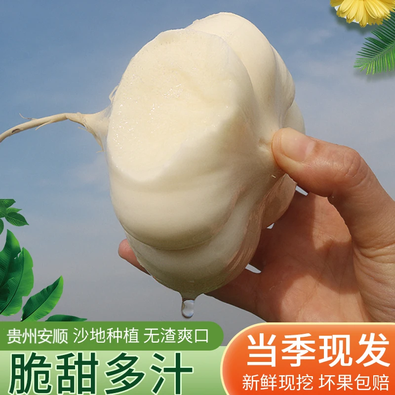 【黔邮生鲜】贵州地萝卜凉薯新鲜现挖白心凉薯新鲜高山精品地萝卜