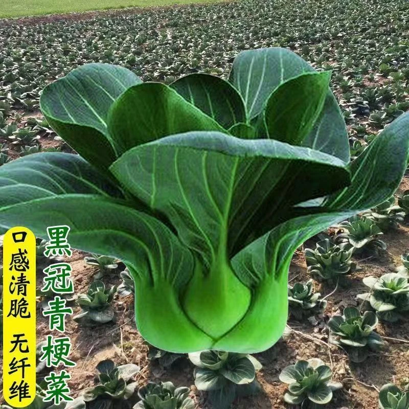 黑叶苏州青种子矮脚青梗菜6-12月份秋冬季耐寒上海青农家自种青菜