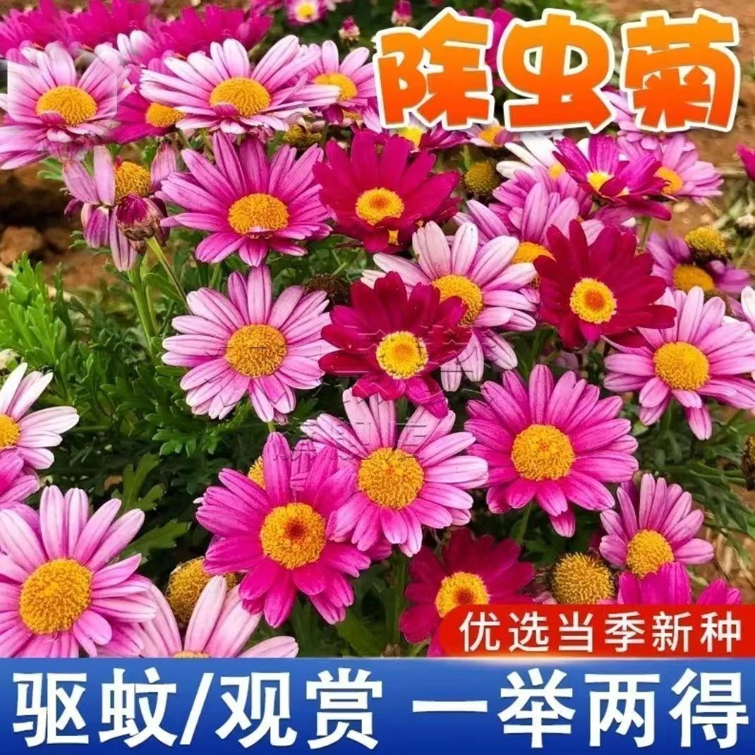 【驱蚊花种子】夏季除虫菊防虫菊种子防蚊虫花种子灭蚊子花卉种子