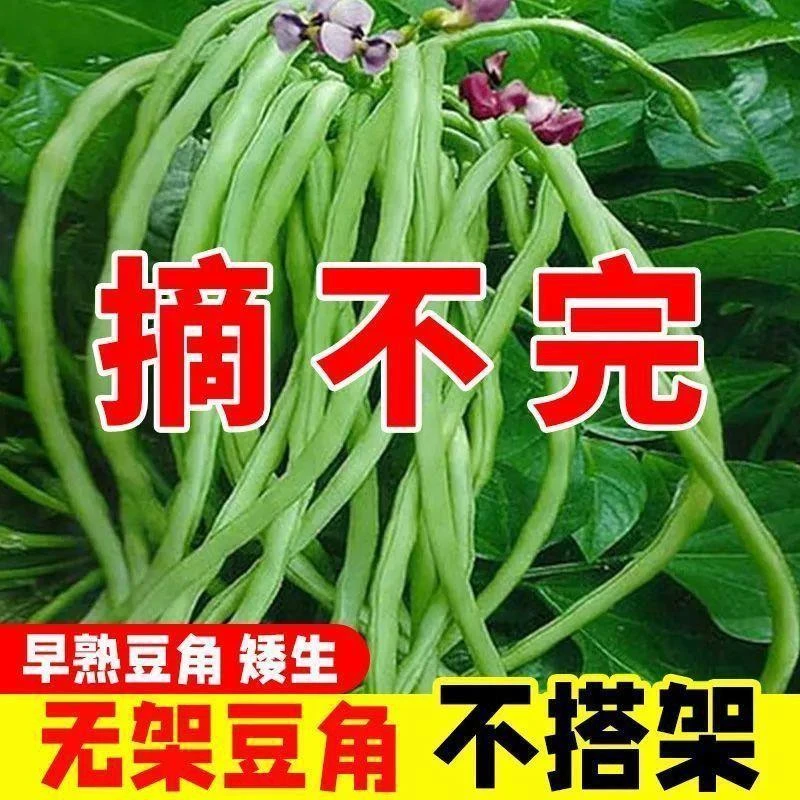 摘不败懒人无架长豆角种子不用搭架子的长豆角蔬菜种籽四季长豇豆