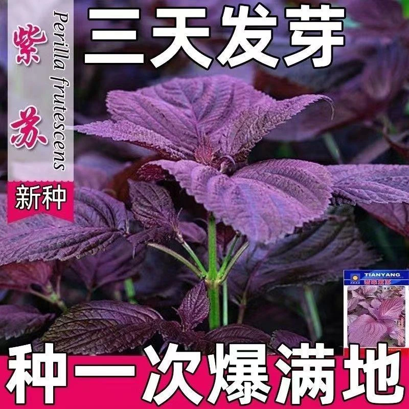 四季食用紫苏种子紫苏籽种子香菜种紫苏阳台盆栽苏子粒种香菜籽种
