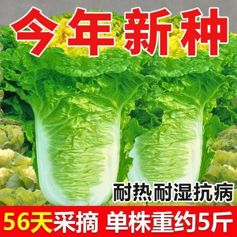 北京小杂56早熟黄心大白菜种籽春夏秋包心白菜种高产抗病蔬菜种子