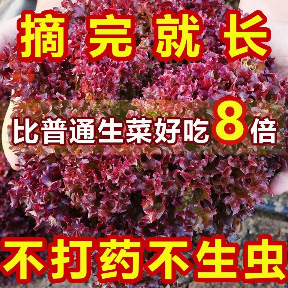 紫叶生菜种子紫罗兰生菜种子四季庭院盆栽耐高温有机沙拉生菜种子