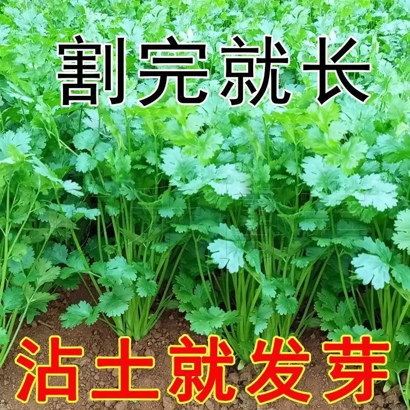香菜种子四季易种耐热耐抽苔阳台水果蔬菜种子水果农家大叶香菜