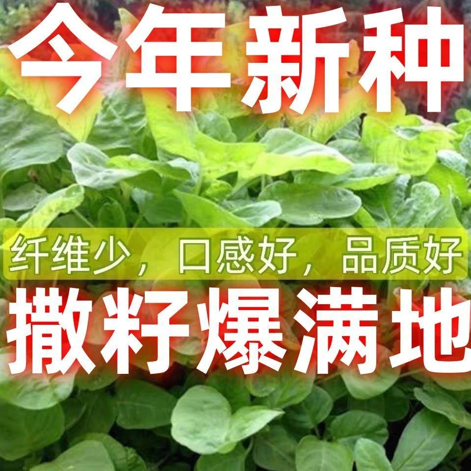 白圆叶苋菜种子籽孑糯米菜抗病高产懒人四季阳台庭院蔬菜青菜种籽