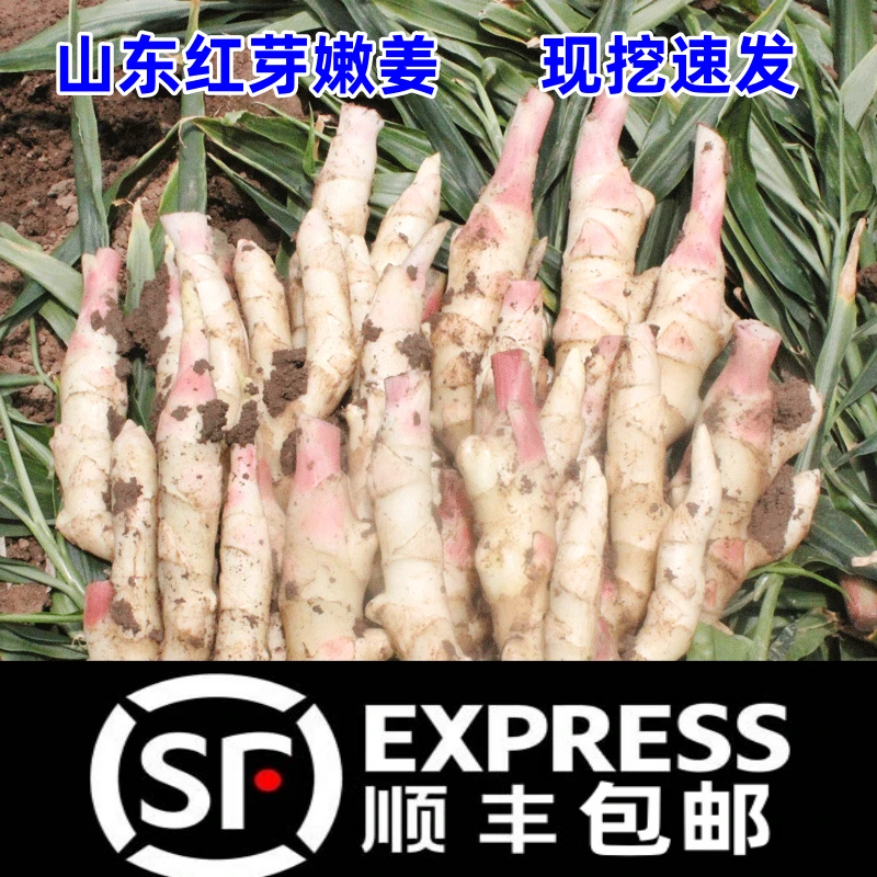 【顺丰】嫩姜红芽新鲜嫩生姜鲜姜泡菜 仔姜醋泡姜 现挖发货原产地