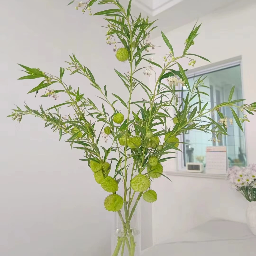 气球果-糖棉   鲜切水培小众花材花期超长云南鲜花