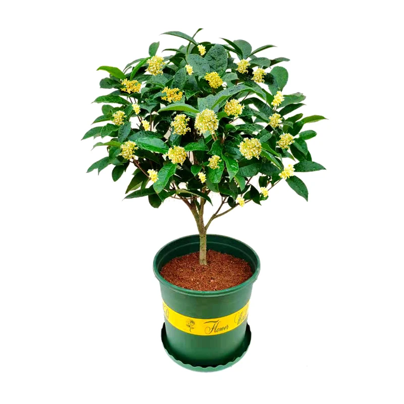 桂花盆栽室内阳台室外庭院喜阳植物四季开花好养老桩树苗花卉绿植