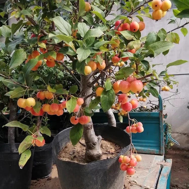 长寿果海棠花盆栽树苗冬红果重瓣花卉盆景老桩庭院绿植物耐寒花卉