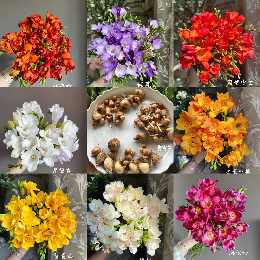 进口香雪兰种球小苍兰带芽盆栽室内外花卉四季易种开花绿植物种子