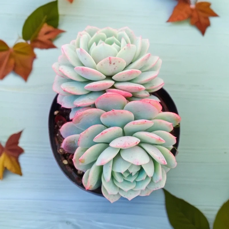 牡丹仙子 多肉植物（九点九包邮） 以直播间实物为标准