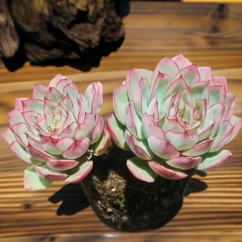 月光女神 多肉（九块九包邮） 以直播间实物为标准