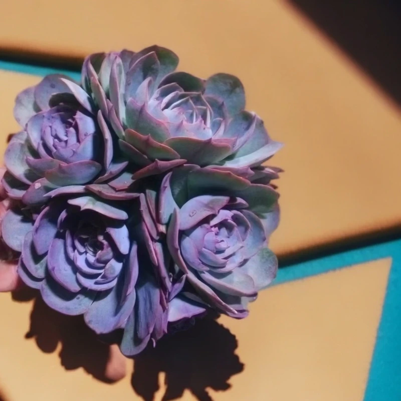 阿美星 多肉植物（九点九包邮） 以直播间实物为标准