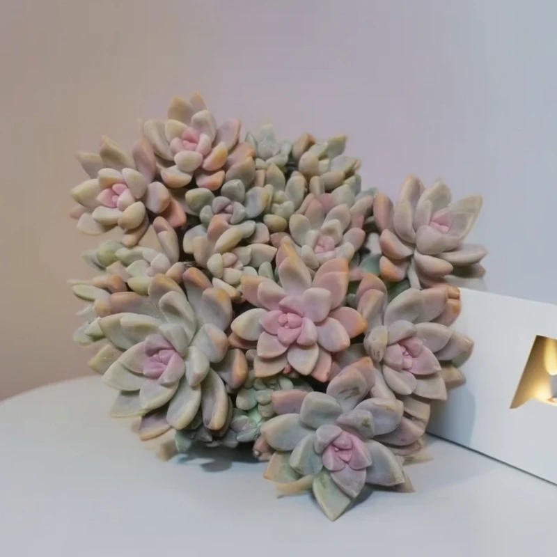 淡雪  散群多肉（九点九包邮） 以直播间实物为标准