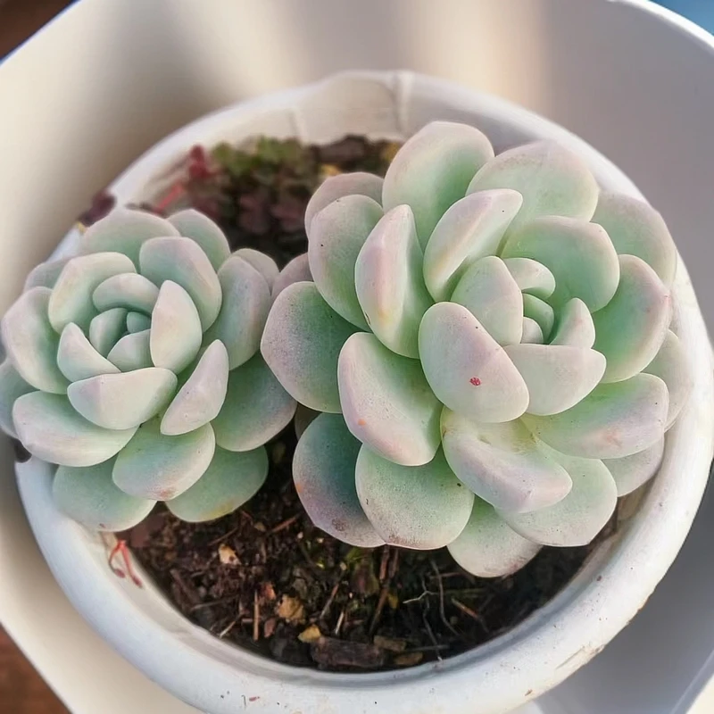 冰玉多肉（九点九包邮）以直播间实物为标准