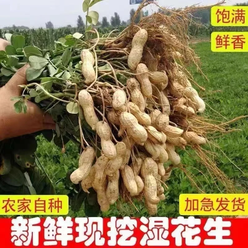 花生新鲜湿花生带壳生花生鲜花生现挖2025年新花生米粉皮红皮水煮