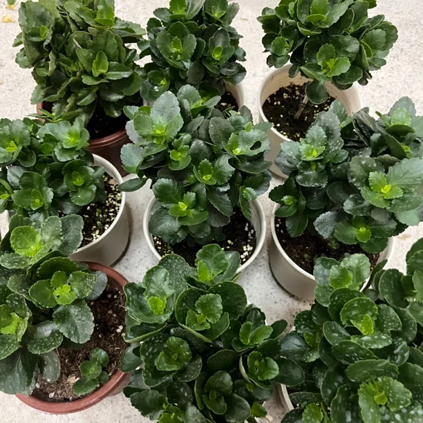 棒棒糖型长寿小老桩 青稞可促花春天  一物一拍成组飘尾号