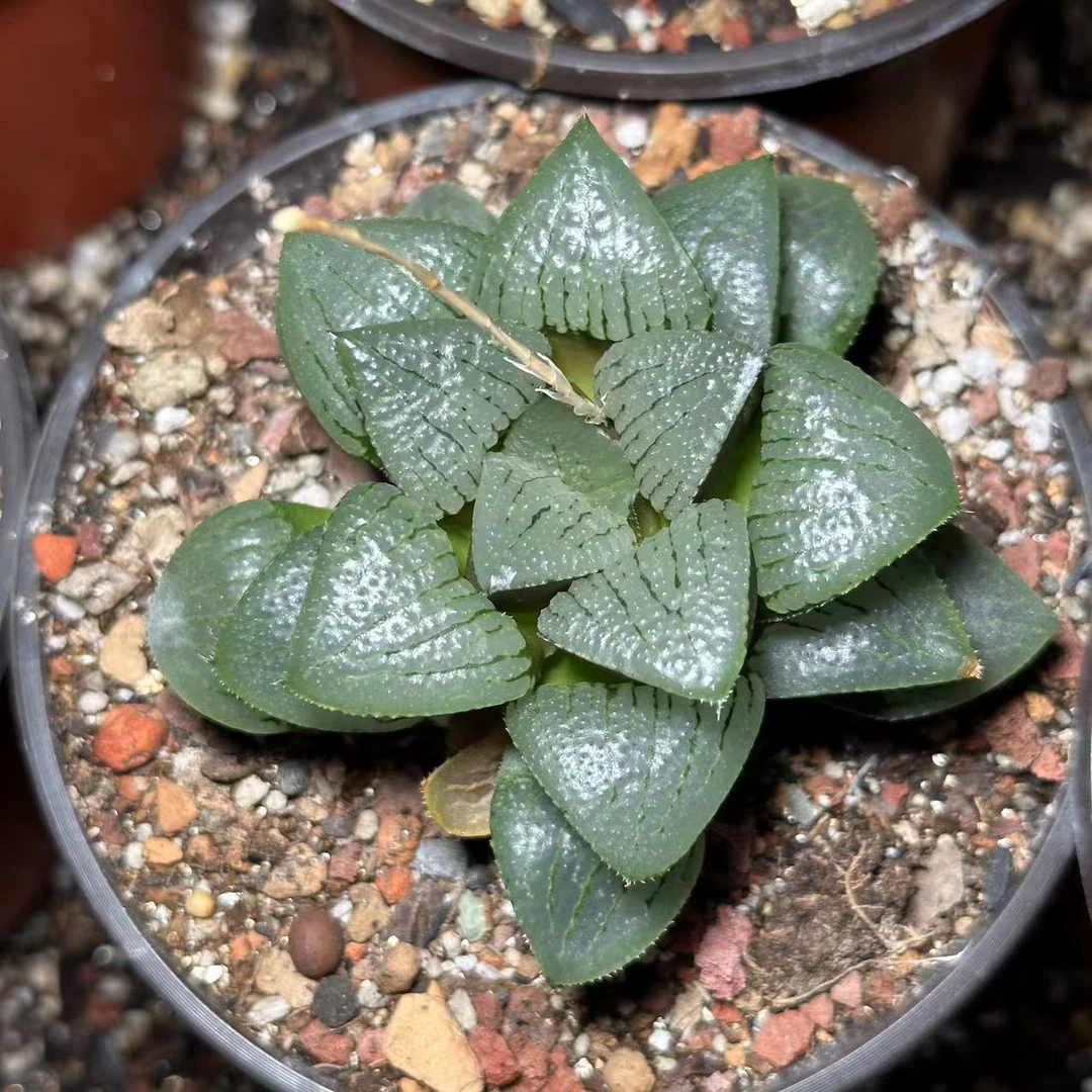 香瓜岛寿大母本 6年桩  软叶十二卷 铭品