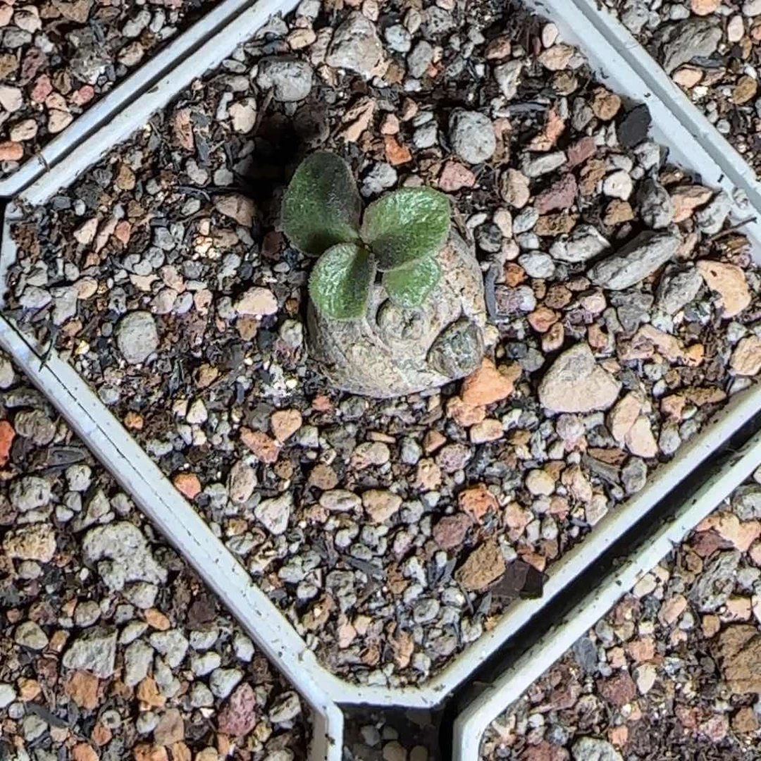 园艺种超级猪耳朵带盆发货1