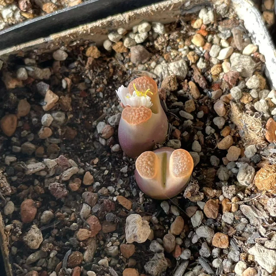 磁铁风铃玉多肉植物生石花肉锥拼盘阳台盆栽彩色组合多年生植物