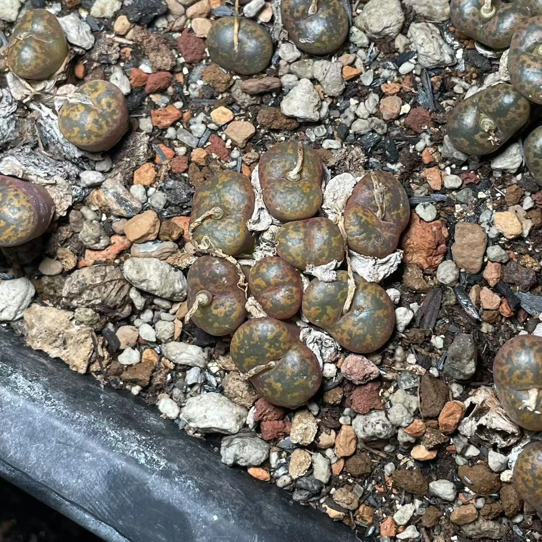 勋章  朱雀勋章  颜色丰富 纹路丰富  肉锥 新疆多肉