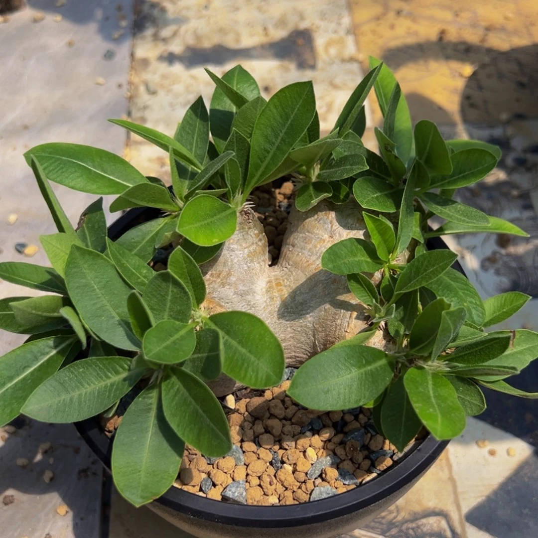 会比须笑j d h d d