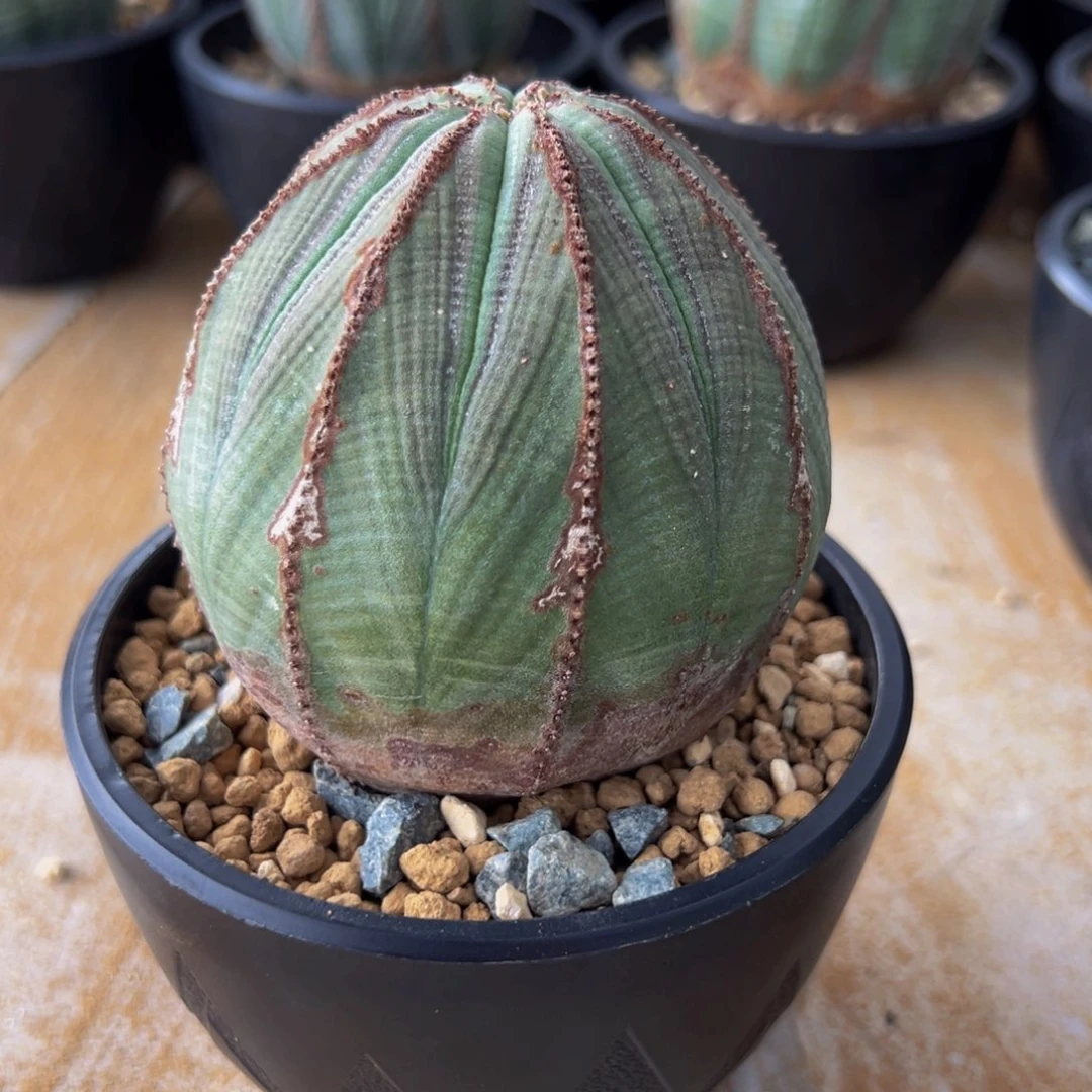 欧系布纹球jdj d d d