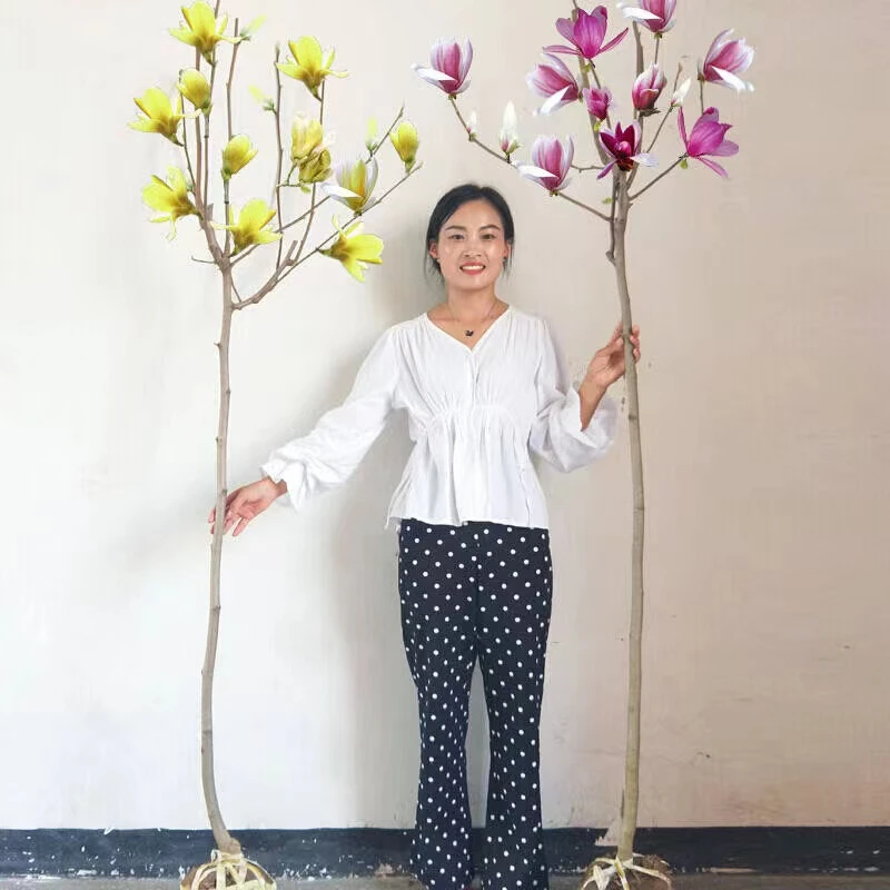 新号开播【带花苞发货】黄玉兰花