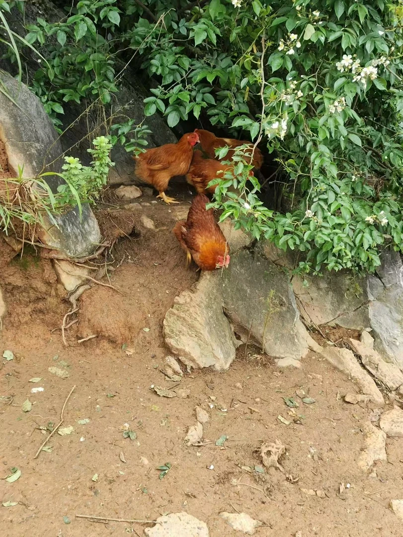 散养广东清远阳山鸡