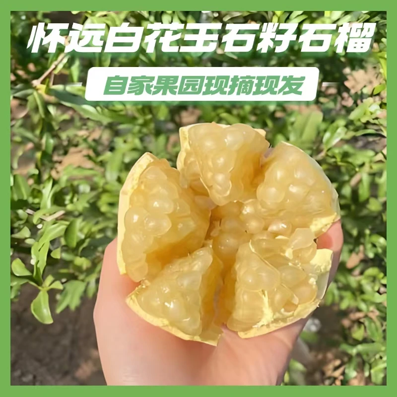 怀远白玉石籽石榴礼盒装当季时令水果新鲜甜石榴孕妇水果顺丰包邮