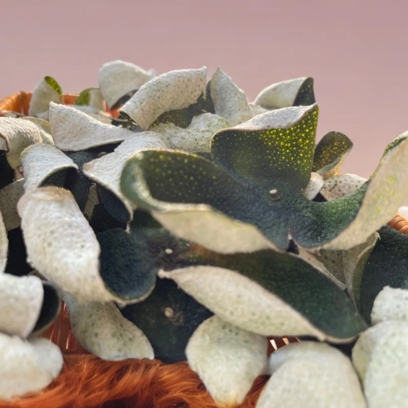 新会圈枝青皮老树核心产区自然生晒干仓陈化青皮