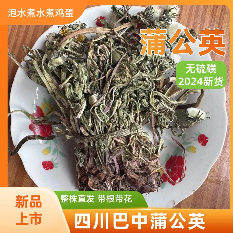 大巴山蒲公英整株带根带花煮水泡茶煮鸡蛋干货