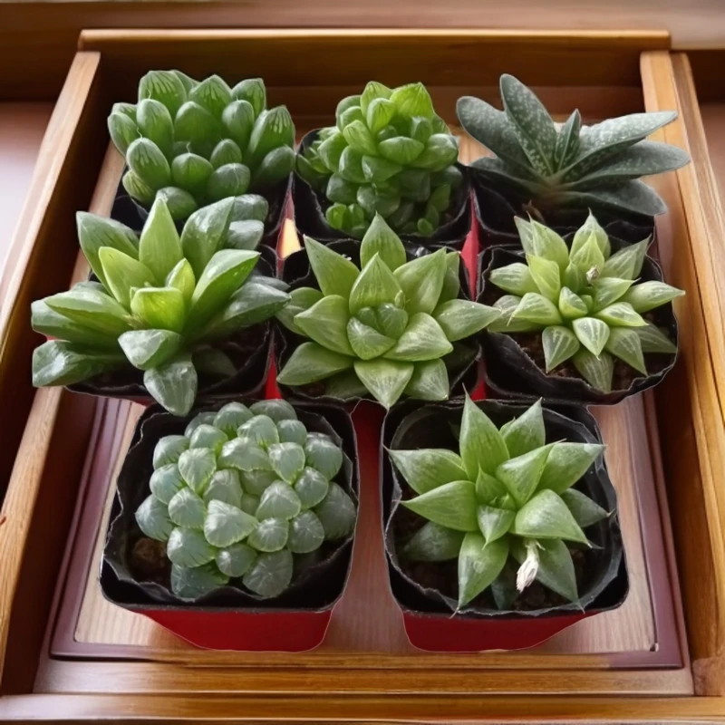 多肉植物7棵组合多肉室内小盆栽绿植花卉肉肉植物盆栽玉露多肉