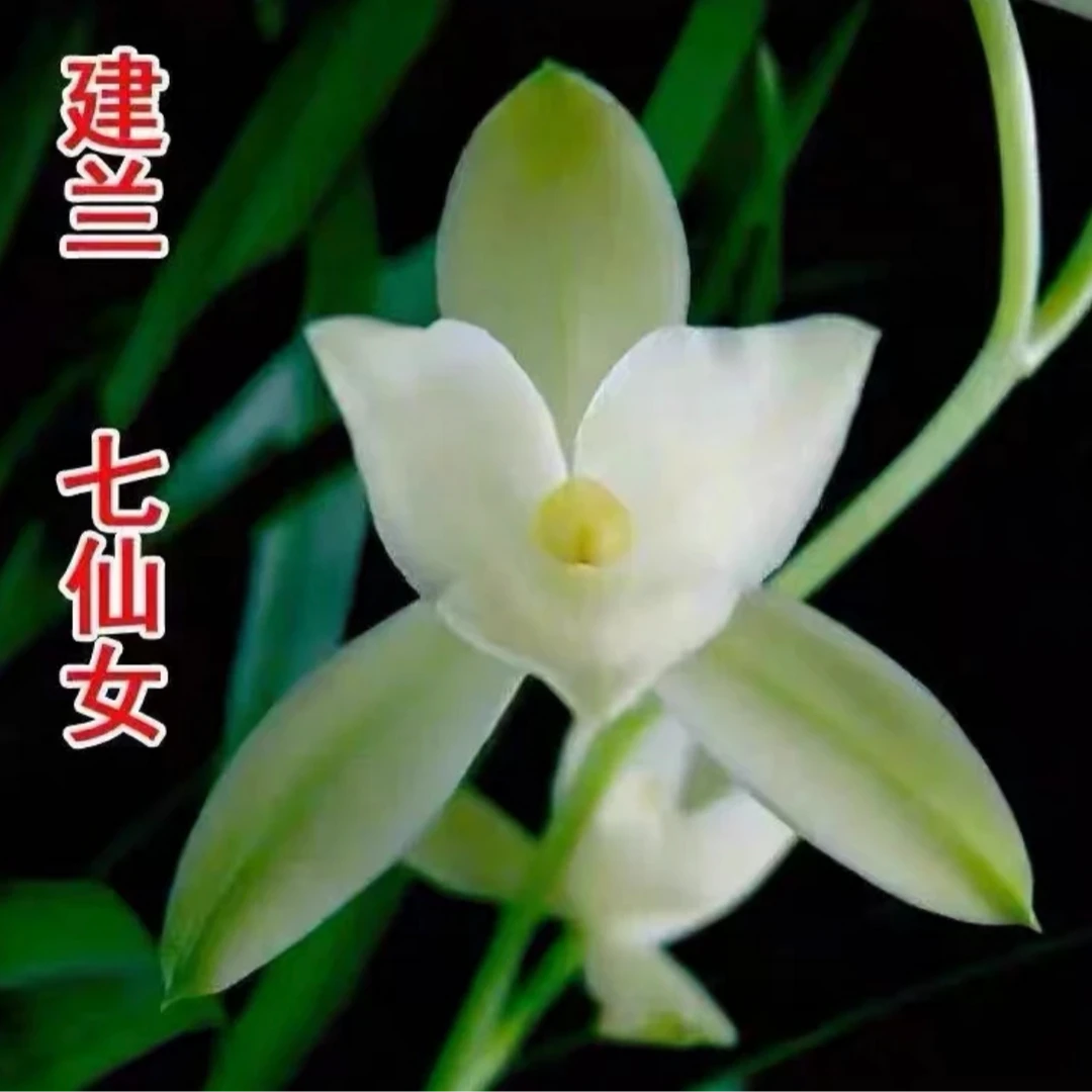 3花起【七仙女】浓香型兰花 盆栽室内四季建兰客厅花卉观花兰草绿植