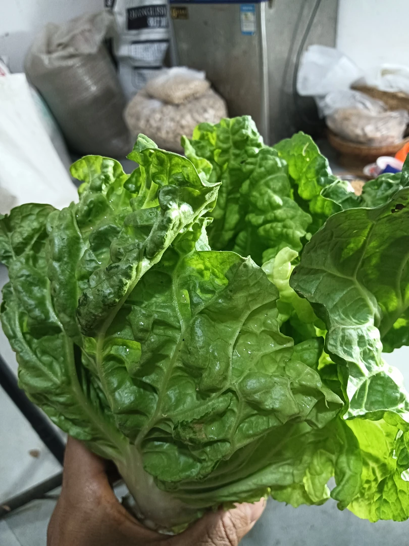 云南高山生态种植白菜5斤（顺丰包邮）