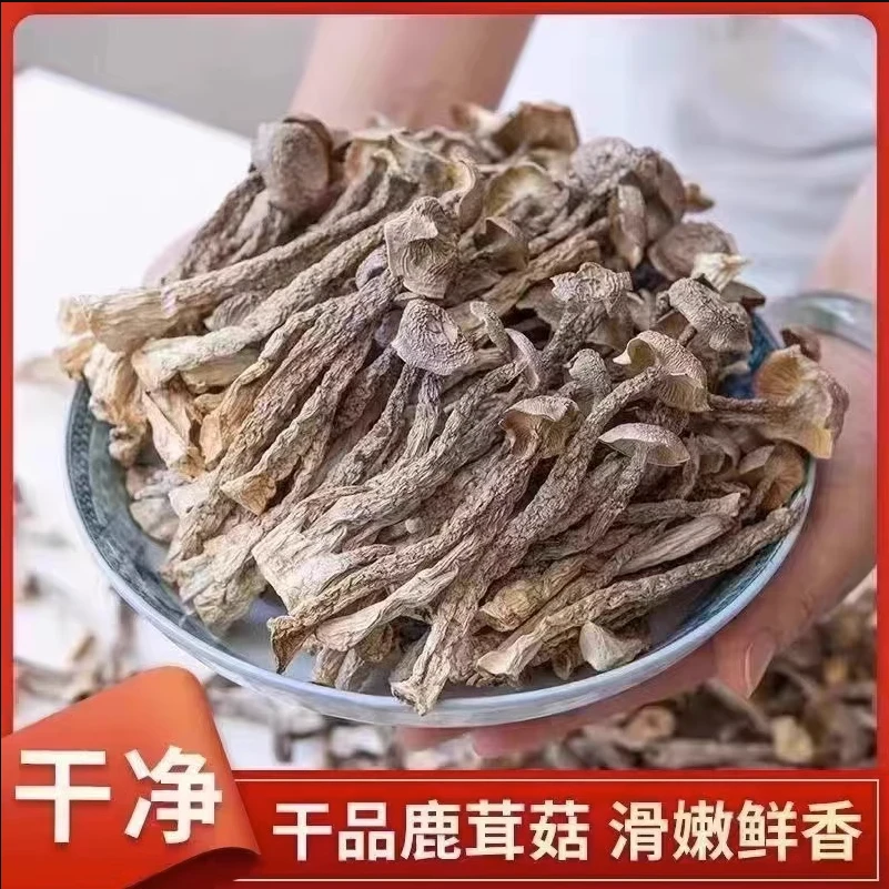2025年古田精选鹿茸菇无干燥剂高山脆脆菇无硫新鲜煲汤菌菇食材