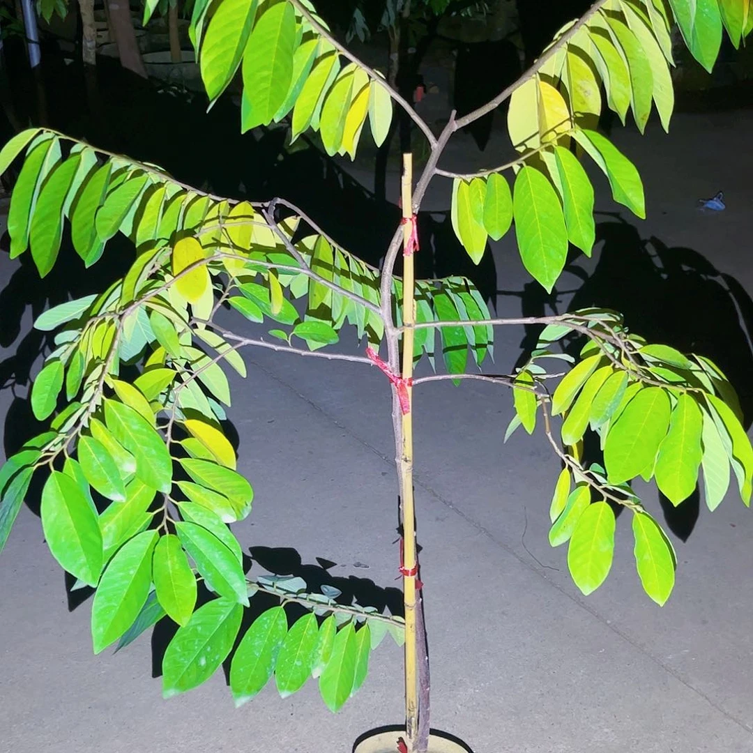 林*棠果苗。果苗。果苗5555