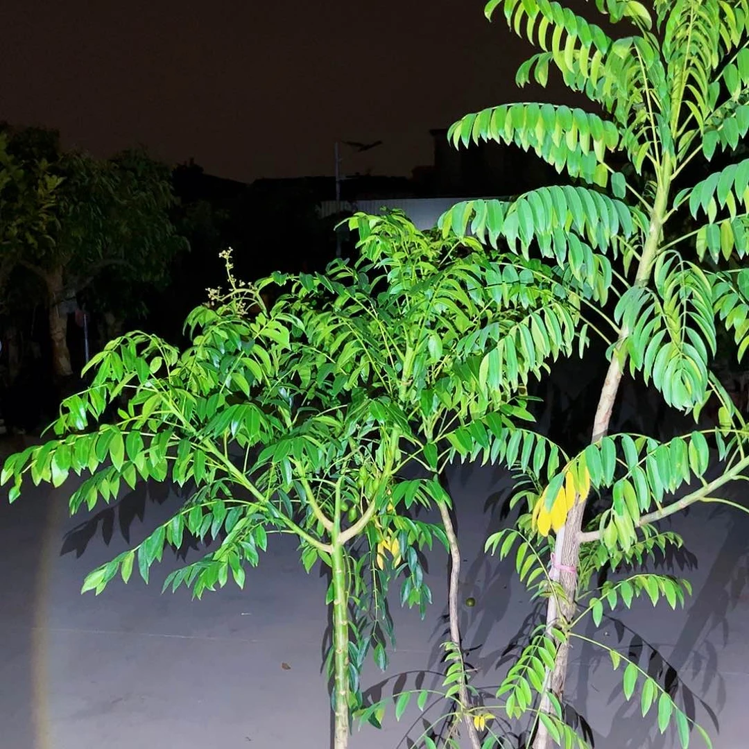 ?****好果苗。果苗。果苗5555