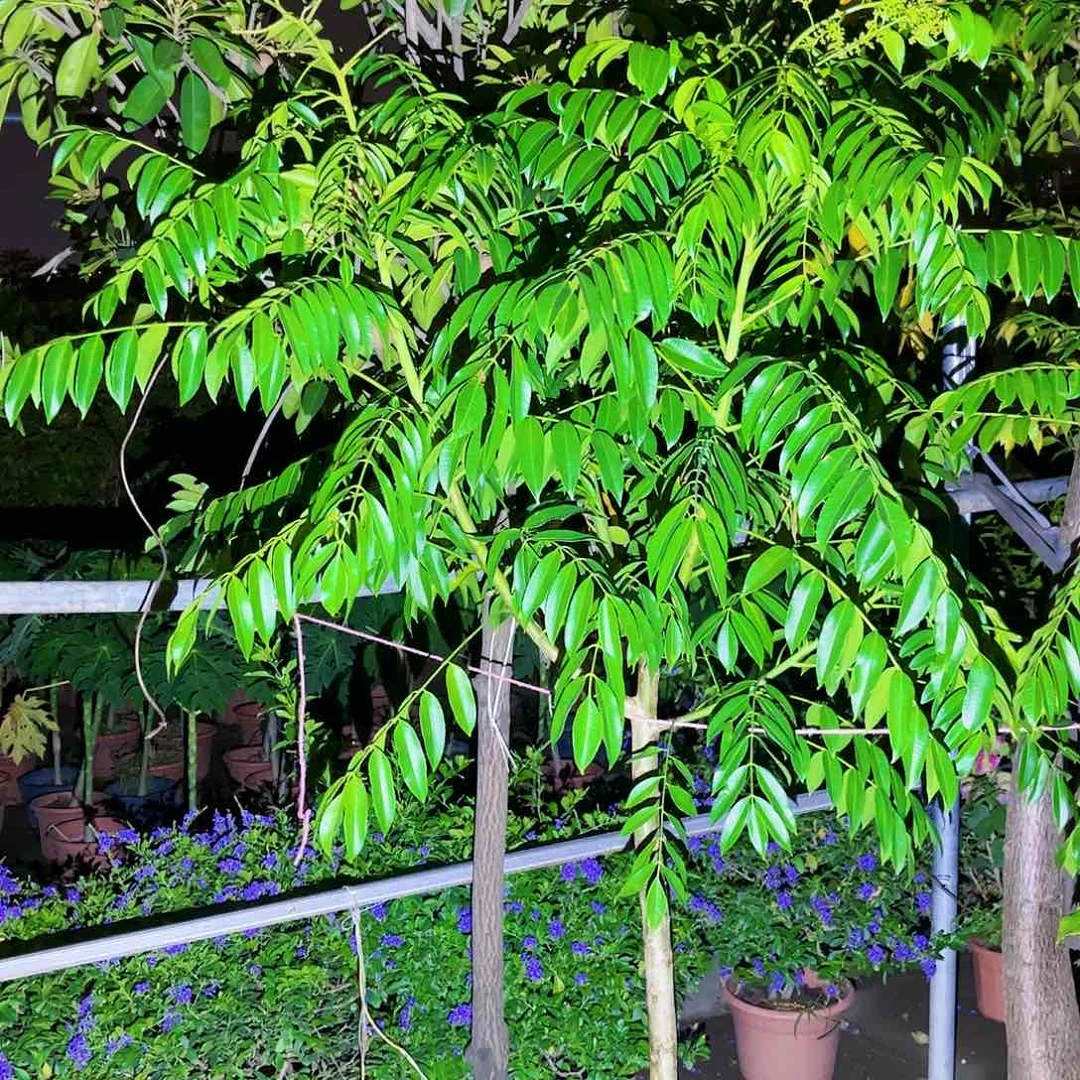 H****豪果苗。果苗。果苗5555