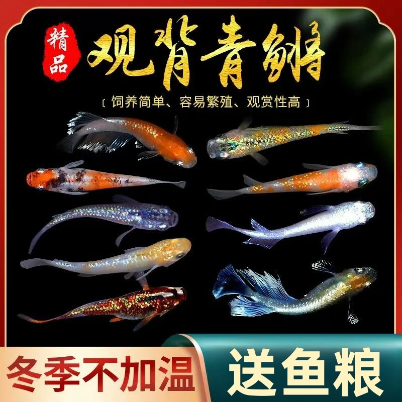 观背青鳉观赏鱼灯科鱼冷水鱼小型锦鲤金鱼淡水鱼不打氧好养活体