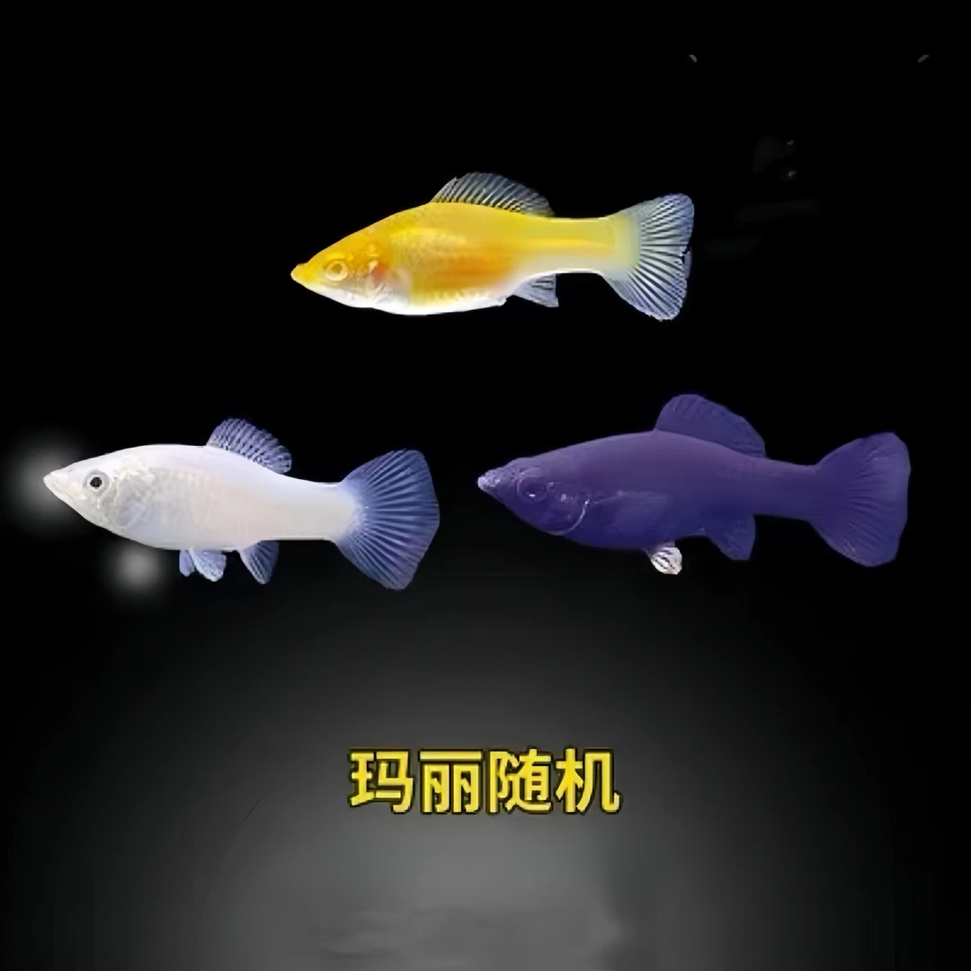 胎生鱼玛丽皮球好养热带鱼小型鱼下崽牡丹蓝月皮球鱼群游玛丽鱼