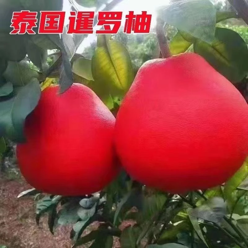新品泰国暹罗柚子树苗红心蜜柚三红柚子苗葡萄柚红宝石南北方种植