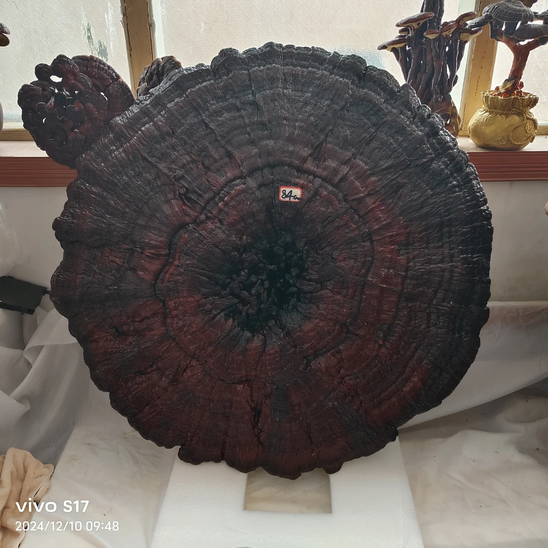 特大灵芝摆件观赏风水摆设