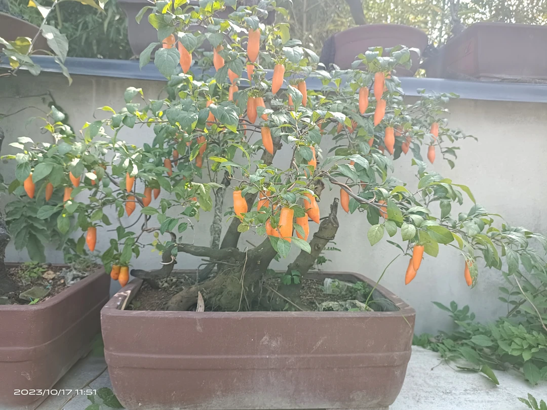 老鸦盆景，怕掉果勿拍310~500（链接二）