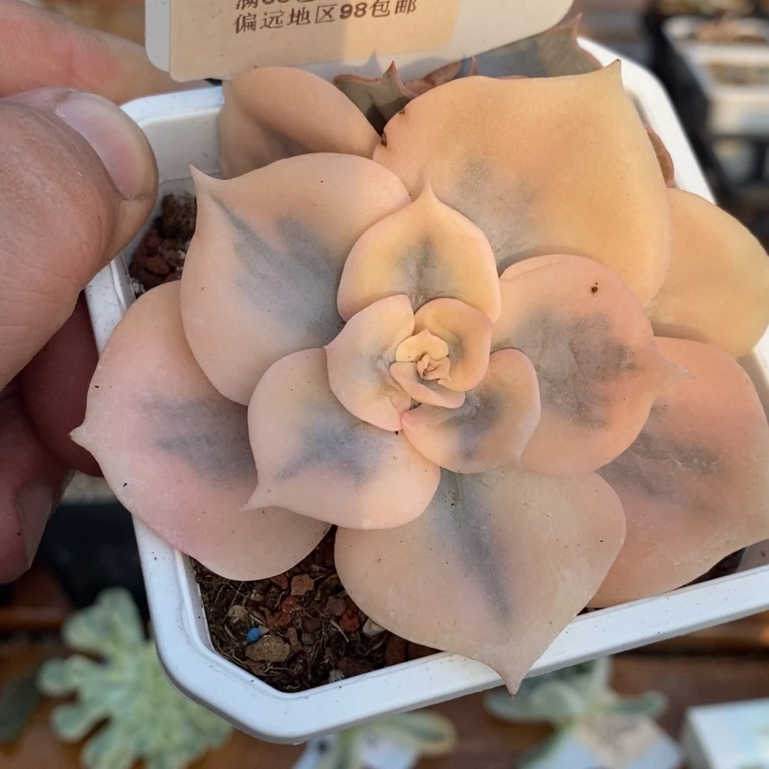 198双子座锦单头带根