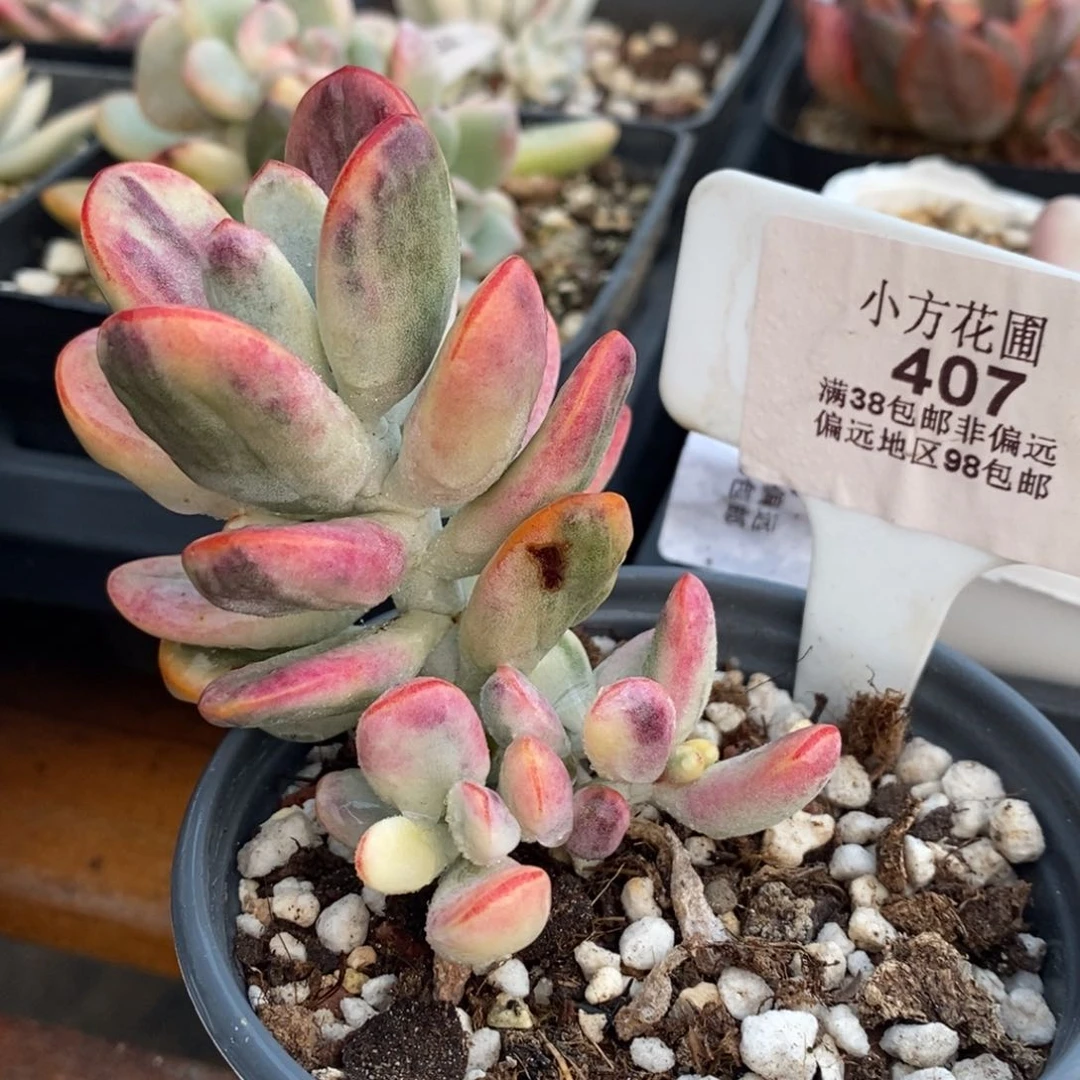 407福娘锦上添花的时候