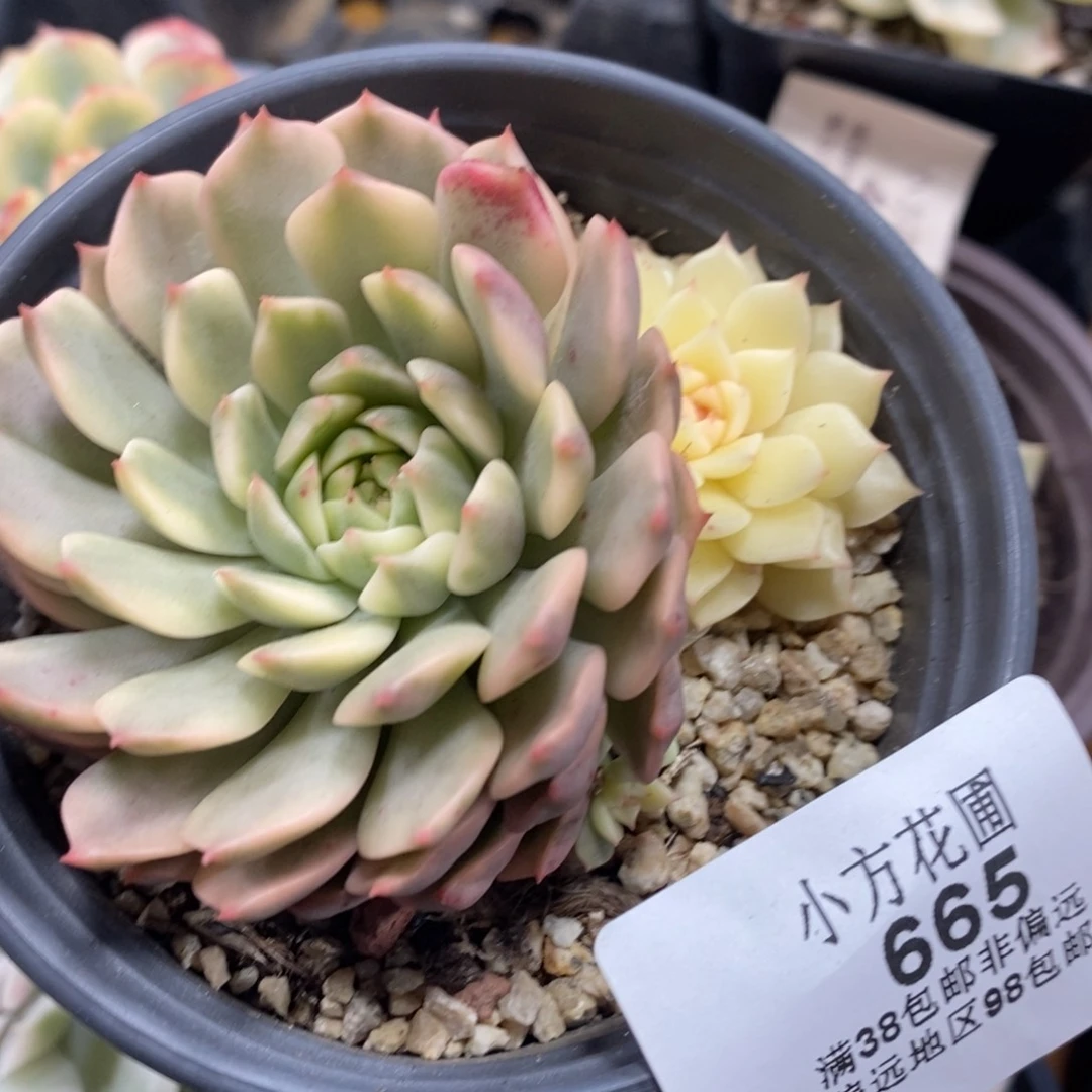665奥利维亚锦单头带侧芽