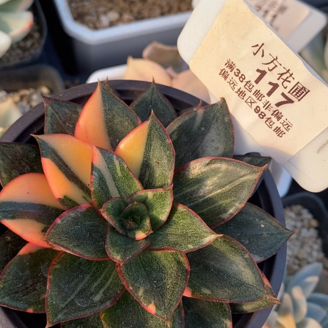 117麒麟座锦单头带根